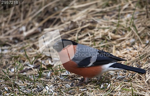 Image of bullfinch on the ground