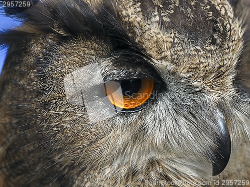 Image of Owl