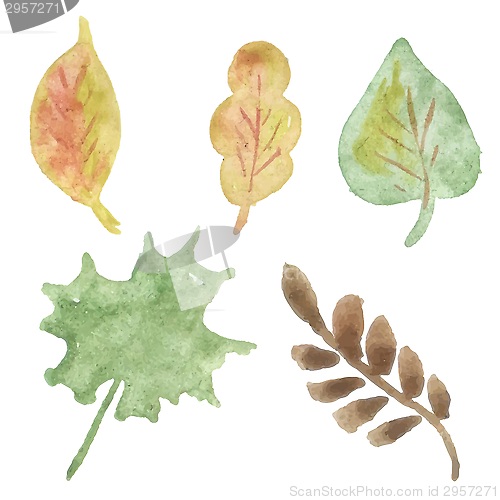 Image of set of autumn leaves