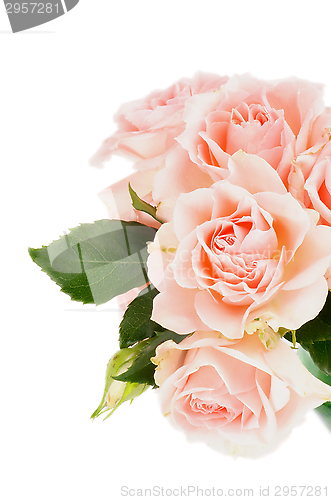 Image of Cream Pink Roses
