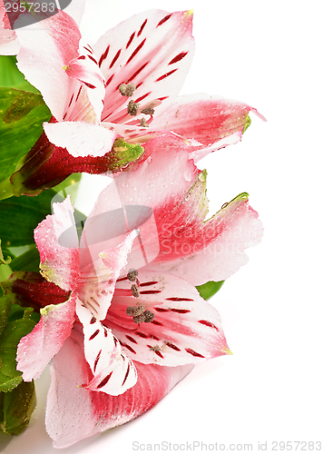 Image of Pink Alstroemeria