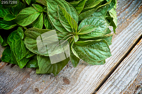 Image of Lemon Balm