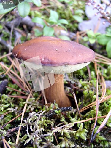 Image of brown mushroom