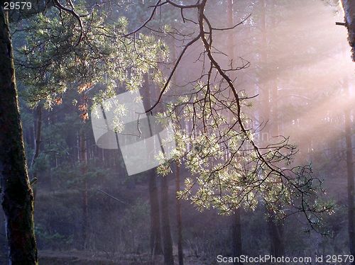 Image of fabulous forest