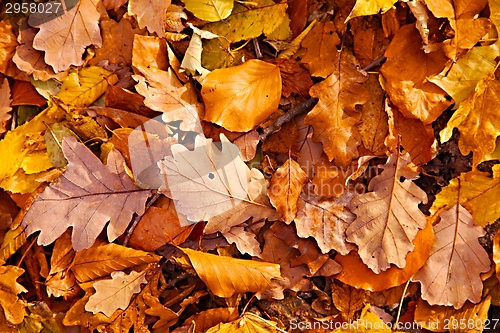 Image of Fallen leaves