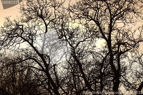 Image of Bare trees