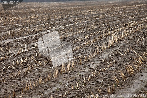 Image of Muddy field