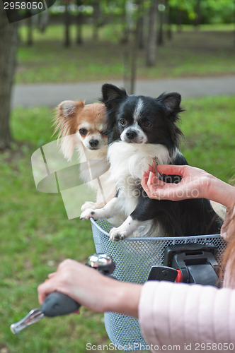 Image of bicycle walking with dogs