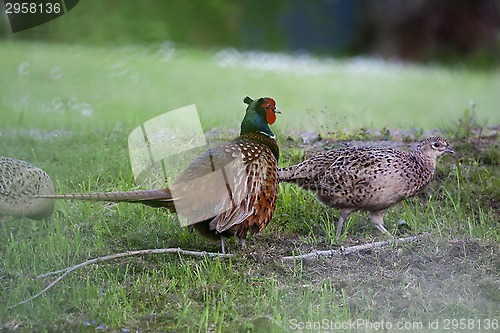 Image of pheasants