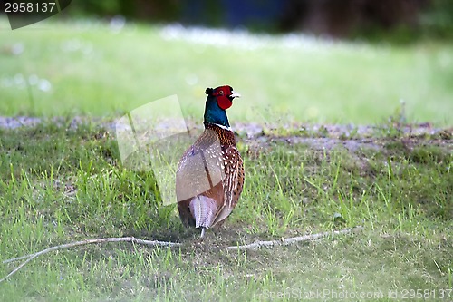 Image of pheasant