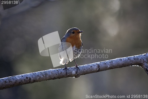 Image of red robin