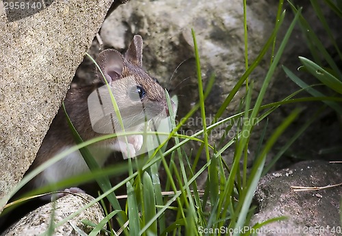 Image of garden mouse