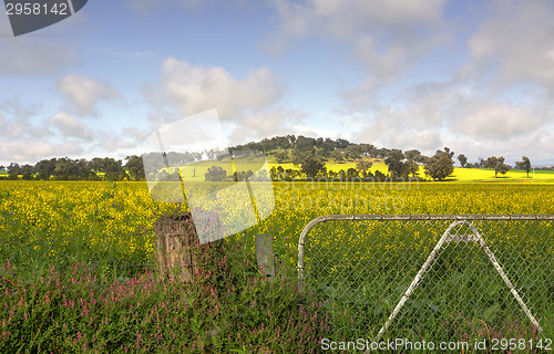 Image of Flowering fields of Canola