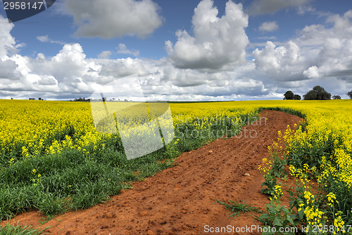 Image of Growing Canola Fields