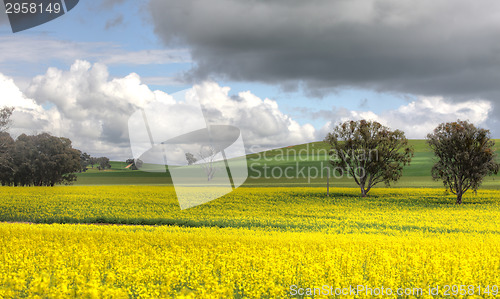 Image of Farming Canolo in Cowra