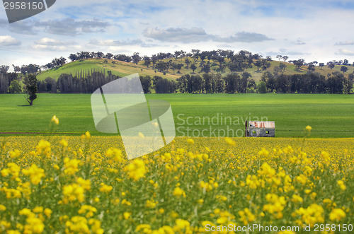 Image of Abandoned farm house in fields of Canola