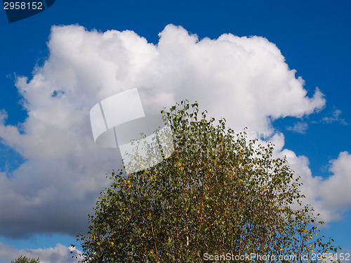 Image of Tree over sky