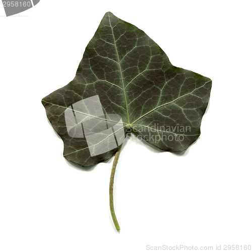 Image of Ivy leaf