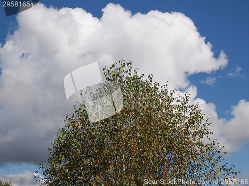 Image of Tree over sky