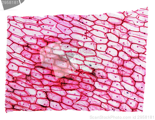 Image of Onion epidermus micrograph
