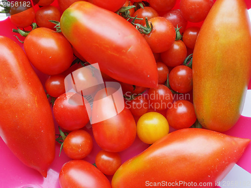Image of Tomato vegetable