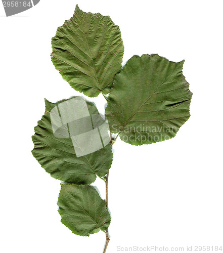 Image of Hazel tree leaf