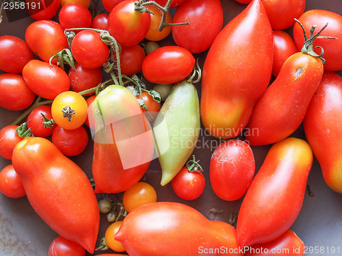 Image of Tomato vegetable