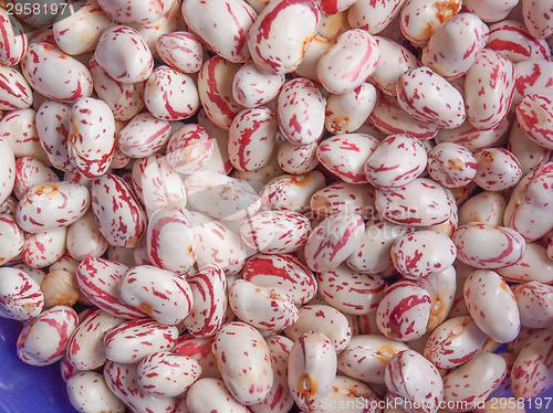 Image of Cranberry beans