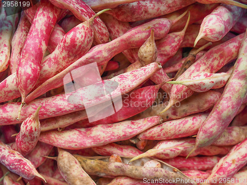 Image of Cranberry beans