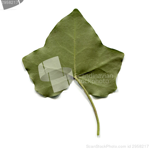 Image of Ivy leaf