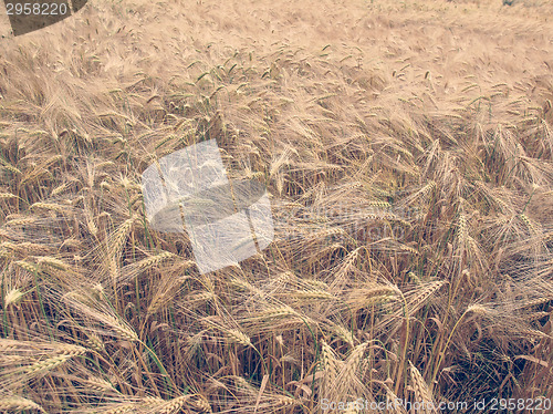 Image of Retro look Barleycorn field