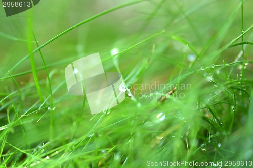 Image of green grass with water drops texture for background