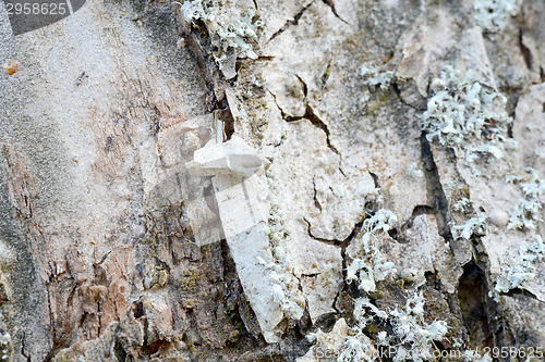 Image of Texture of bark  in the natural park