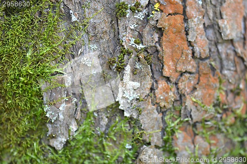 Image of grunge wooden texture used as background, wood bark