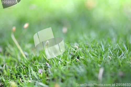 Image of green grass texture for background