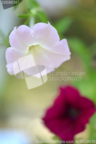 Image of red and white flowers, macro, close up