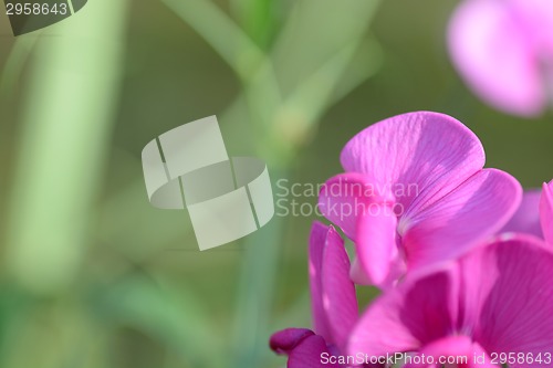 Image of Close up of red flower, macro