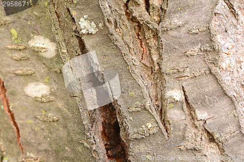 Image of bark of tree texture