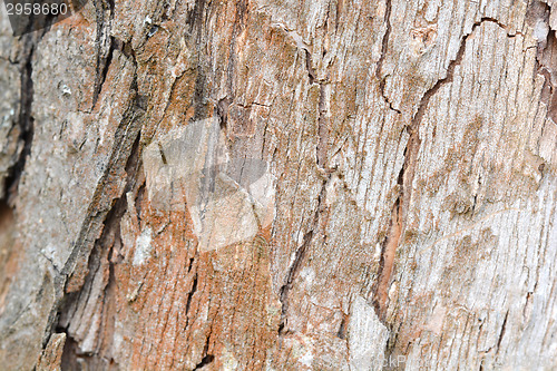 Image of Old Wood Tree Texture Background Pattern