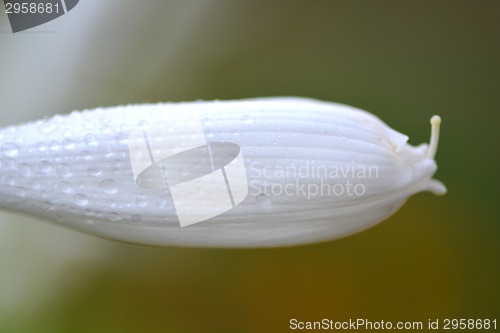 Image of macro white flower with water drops