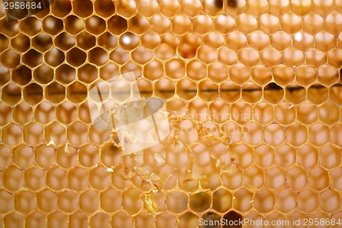 Image of honeycomb background