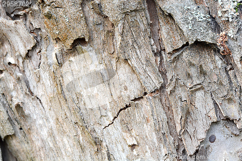 Image of Old wood texture