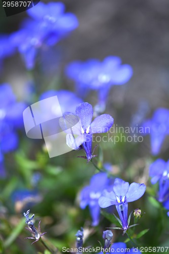 Image of Close up of blue flower on field