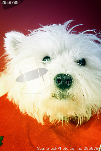 Image of White puppy