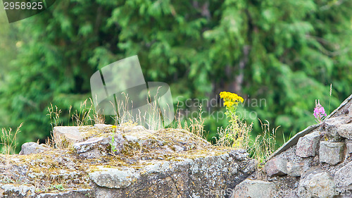 Image of Small flowers growing along the old brick wall