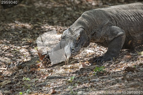 Image of Komodo Dragon