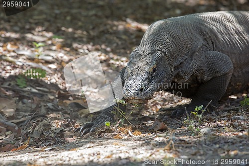 Image of Komodo Dragon