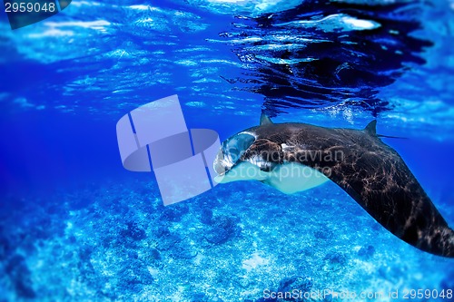 Image of Manta Ray