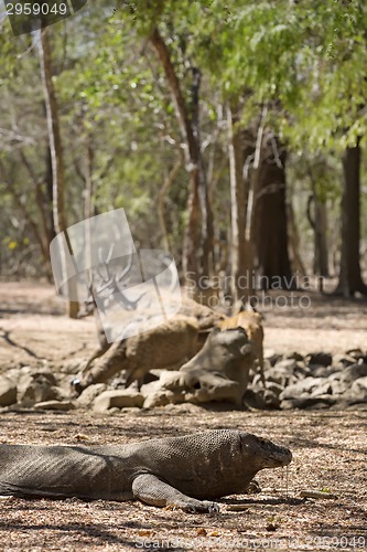 Image of Komodo Dragon