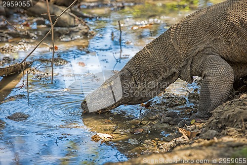 Image of Komodo Dragon